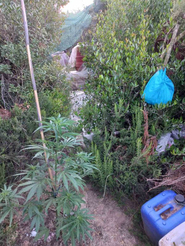 Συνελήφθη καλλιεργητής ναρκωτικών στην Ηλεία. Κατασχέθηκαν δενδρύλλια ύψους 2,5 μέτρων σε δύσβατες περιοχές