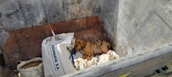 Πέταξαν κουτάβι σε κάδο απορριμάτων στη Ζαχάρω  – Άλλο ένα κρούσμα εγκατάλειψης