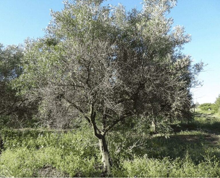 Νέο είδος εντόμου προσβάλλει τους ελαιώνες στην Ευρώπη.