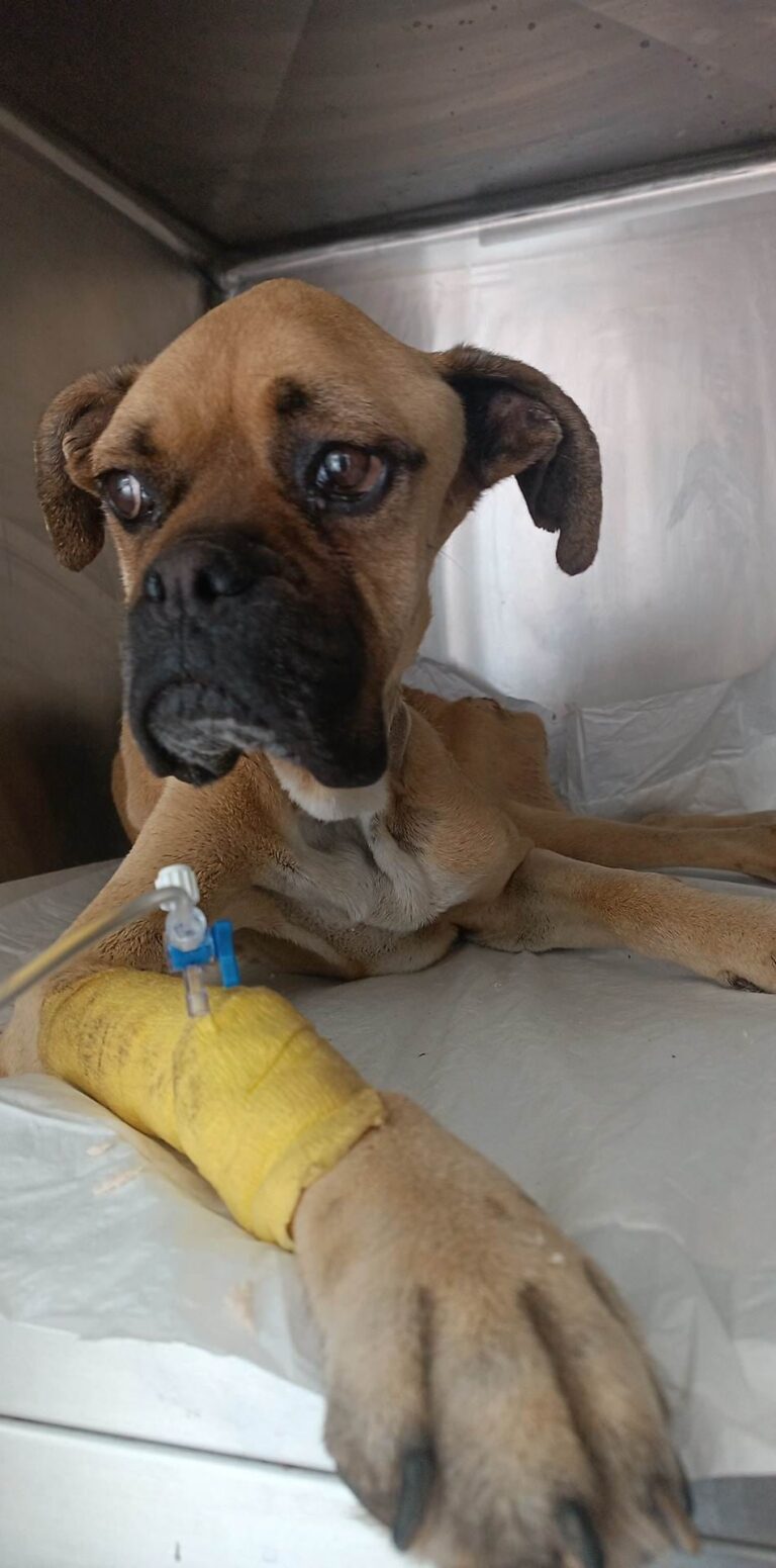 Η Νίκη, το σκελετωμένο boxer,  δεν άντεξε!