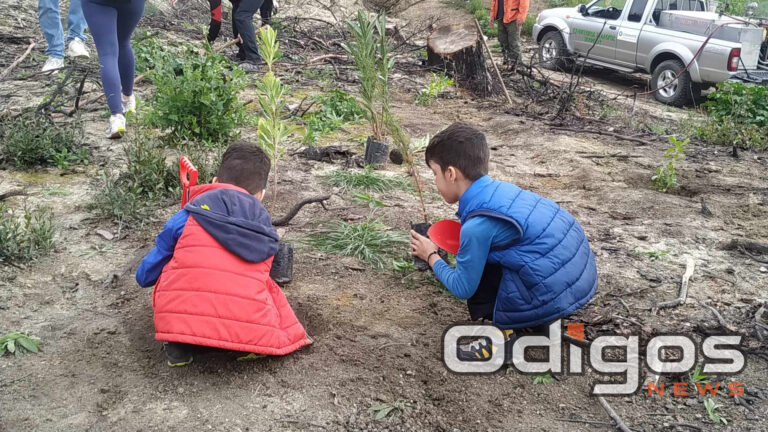 Χανάκια: Μικροί και μεγάλοι έδωσαν ζωή φυτεύοντας 1.000 νέα δέντρα στην καμένη περιοχή (φωτο).